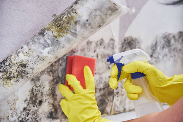 Best Environmental Consulting for Mold Prevention  in Willacoochee, GA